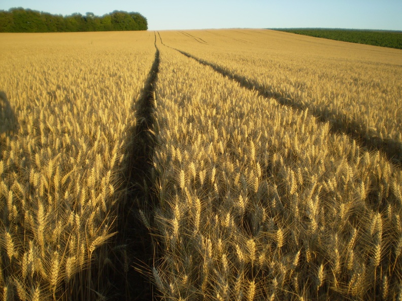 Champ de blé tendre pour de futures baguettes - Crédit photo_ @bubu1664.jpg