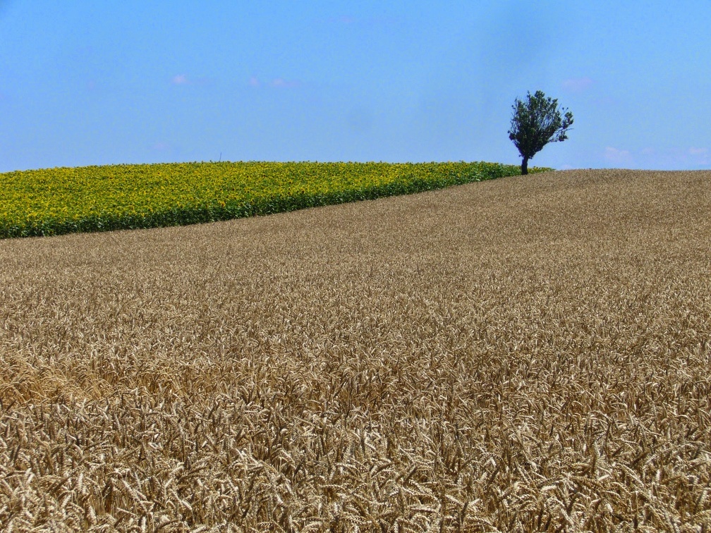 Champ de blé tendre, plaine - Crédit photo   @lafonf