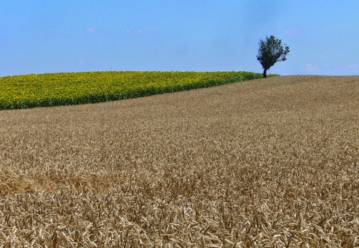 Champ de blé tendre, plaine - Crédit photo   @lafonf