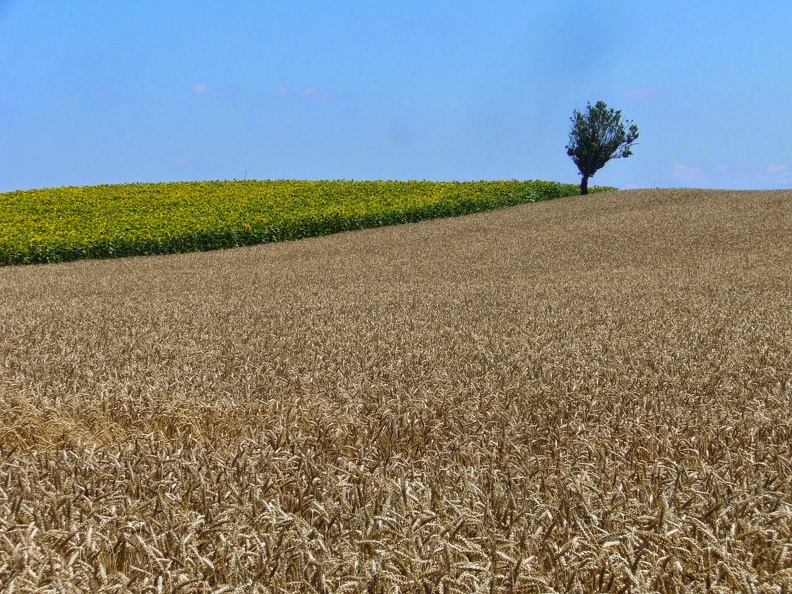 Champ de blé tendre, plaine - Crédit photo _ @lafonf.jpg