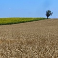Champ de blé tendre, plaine - Crédit photo _ @lafonf.jpg