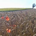 Champ de blé tendre, plaine, adventice coquelicots - Crédit photo   @lafonf