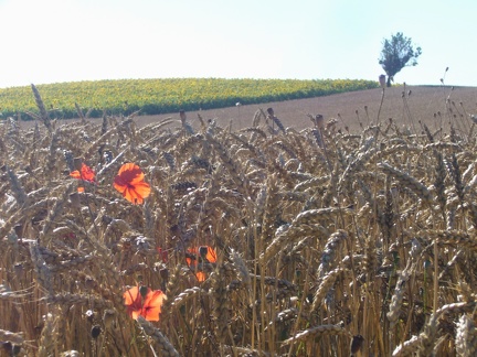 Champ de blé tendre, plaine, adventice coquelicots - Crédit photo   @lafonf