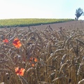 Champ de blé tendre, plaine, adventice coquelicots - Crédit photo _ @lafonf.jpg