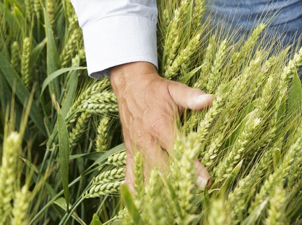Champs d essai blé tendre, recherche, sélection, innovation - Crédit photo  @GroupeFDesprez