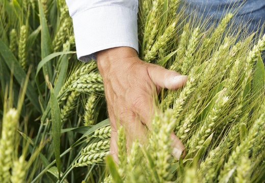 Champs d essai blé tendre, recherche, sélection, innovation - Crédit photo  @GroupeFDesprez