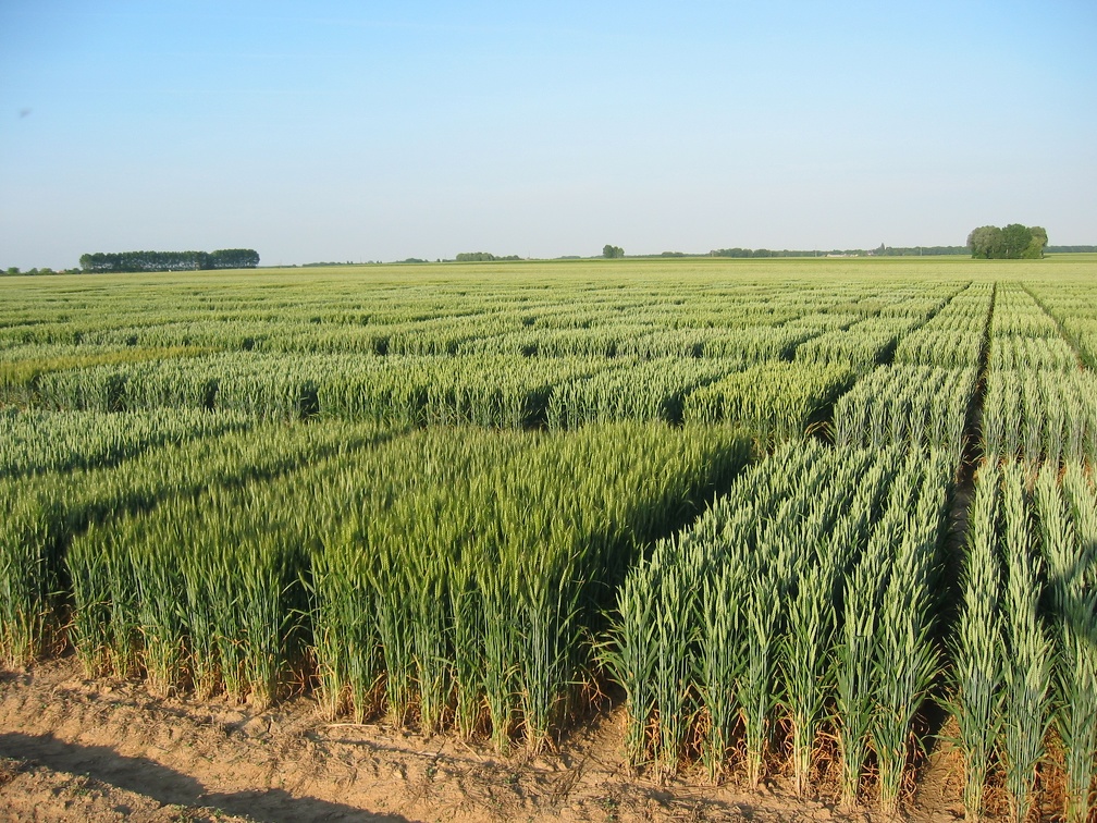 Champs d essais blé tendre, céréales, variétés, recherche, sélection, innovation, microparcelles - Crédit photo  @GroupeFDesprez