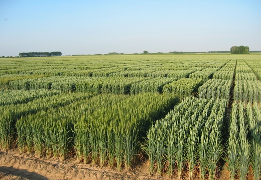 Champs d essais blé tendre, céréales, variétés, recherche, sélection, innovation, microparcelles - Crédit photo  @GroupeFDesprez