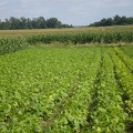 Champs de haricots (mogettes) et maïs - Crédit photo_ @bubu1664.jpg