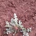 Chardon marie détruit par faux semis avant tournesol, adventices, mauvaise herbe, désherbage - Crédit photo  @bubu1664