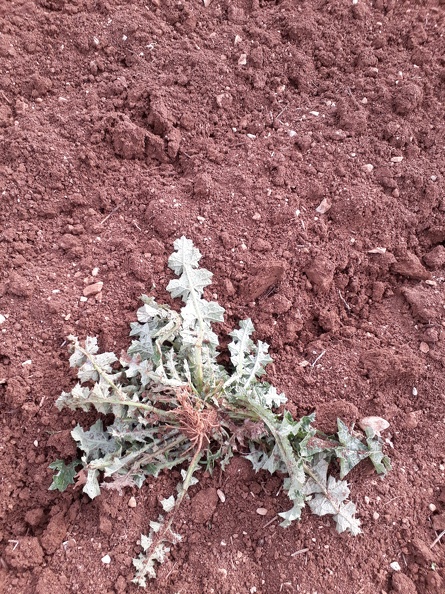 Chardon marie détruit par faux semis avant tournesol, adventices, mauvaise herbe, désherbage - Crédit photo_ @bubu1664.jpg