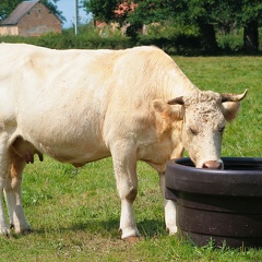 Charolaise, vache, abreuvoir, pâturage, été, eau - Crédit photo  La Buvette