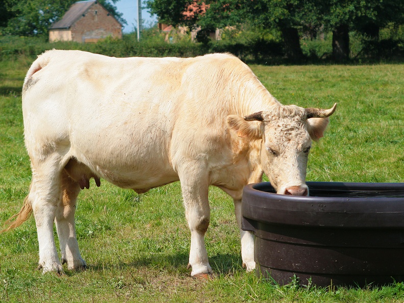 Charolaise, vache, abreuvoir, pâturage, été, eau - Crédit photo  La Buvette