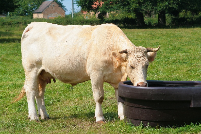 Charolaise, vache, abreuvoir, pâturage, été, eau - Crédit photo_ La Buvette.jpg