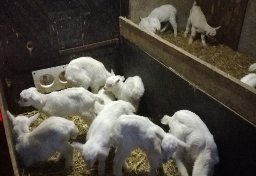 Chevreaux, chèvre, élevage de chèvres - Crédit photo  Farmerseb