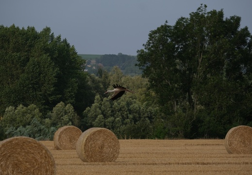 Cigogne en vol au dessus de balles rondes de paille, biodiversité, moisson, oiseau - Crédit photo   @rv59268