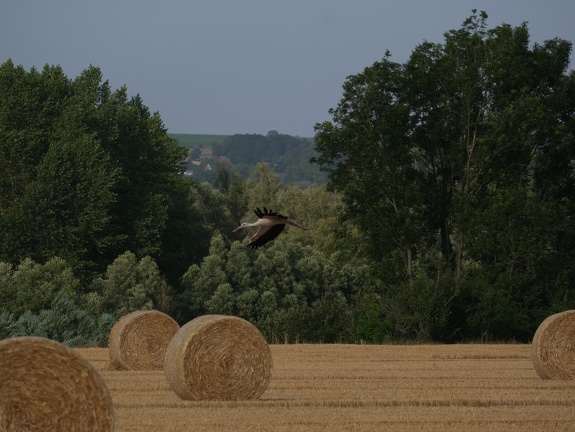 Cigogne en vol au dessus de balles rondes de paille, biodiversité, moisson, oiseau - Crédit photo   @rv59268