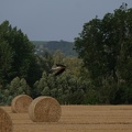 Cigogne en vol au dessus de balles rondes de paille, biodiversité, moisson, oiseau - Crédit photo _ @rv59268.JPG