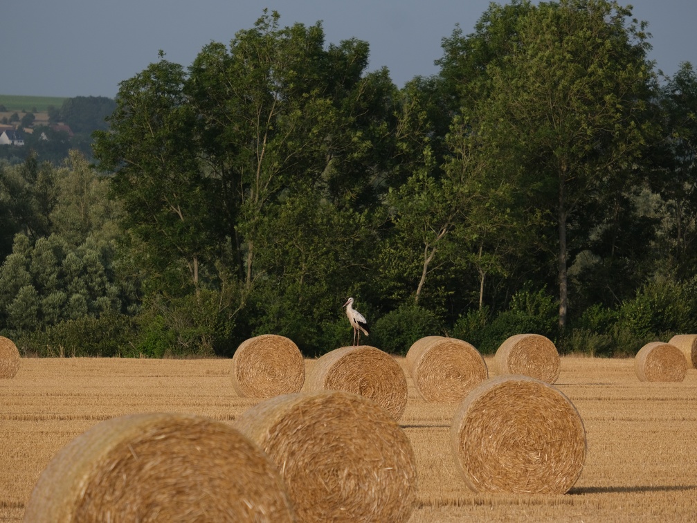 Cigogne sur ballot de paille, biodiversité, moisson, oiseau - Crédit photo   @rv59268