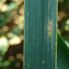 Contamination septoriose blé tendre, maladie - Crédit photo  @bubu1664