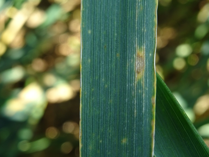 Contamination septoriose blé tendre, maladie - Crédit photo_ @bubu1664.JPG