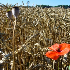 Coquelicots adventice dans blé tendre - Crédit photo   @lafonf(1)