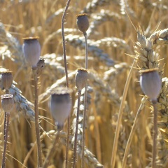 Coquelicots adventice dans blé tendre - Crédit photo   @lafonf