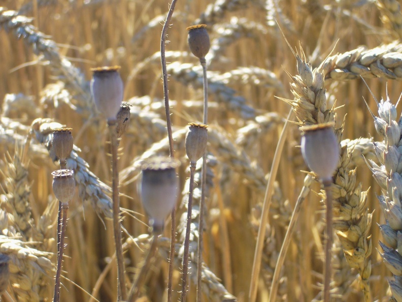 Coquelicots adventice dans blé tendre - Crédit photo _ @lafonf.jpg