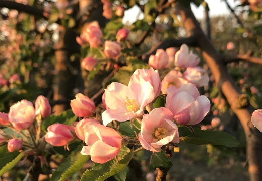Coucher de soleil sur le verger en fleurs, pomme - Crédit photo  @benj thi
