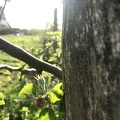 Début de floraison dans le verger, pommier, pomme - Crédit photo_ @benj_thi.JPG