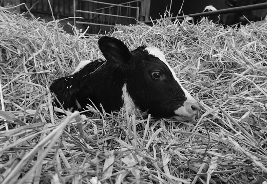 Elevage Vache Veau - Crédit photo  @FarmerSeb
