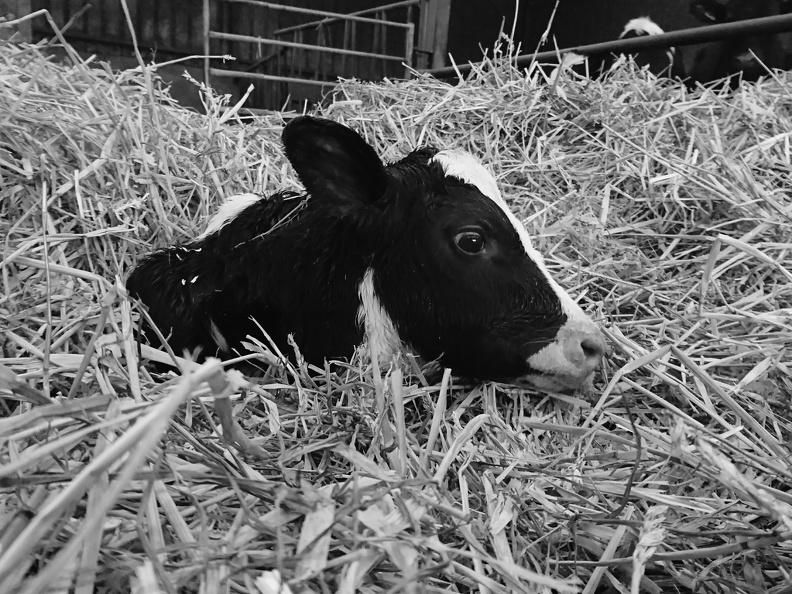 Elevage Vache Veau - Crédit photo  @FarmerSeb