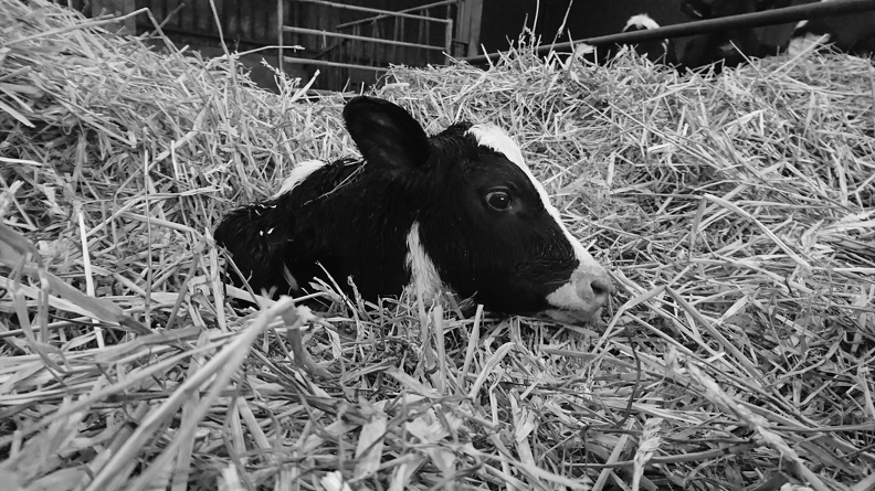 Elevage Vache Veau - Crédit photo_ @FarmerSeb.JPG