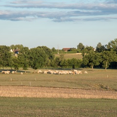 Elevage vaches bovins troupeau bocage, Normandie, Eure - Crédit photo   Nadège PETIT @agri zoom