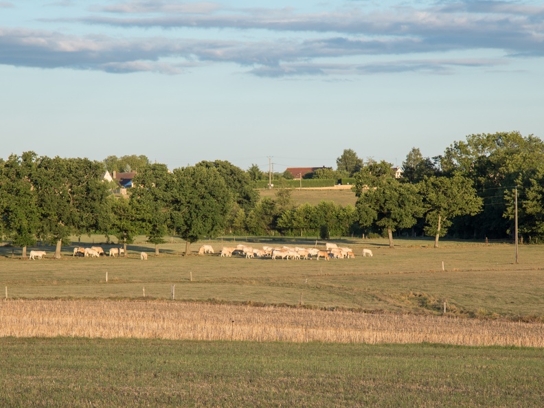 Elevage vaches bovins troupeau bocage, Normandie, Eure - Crédit photo   Nadège PETIT @agri zoom
