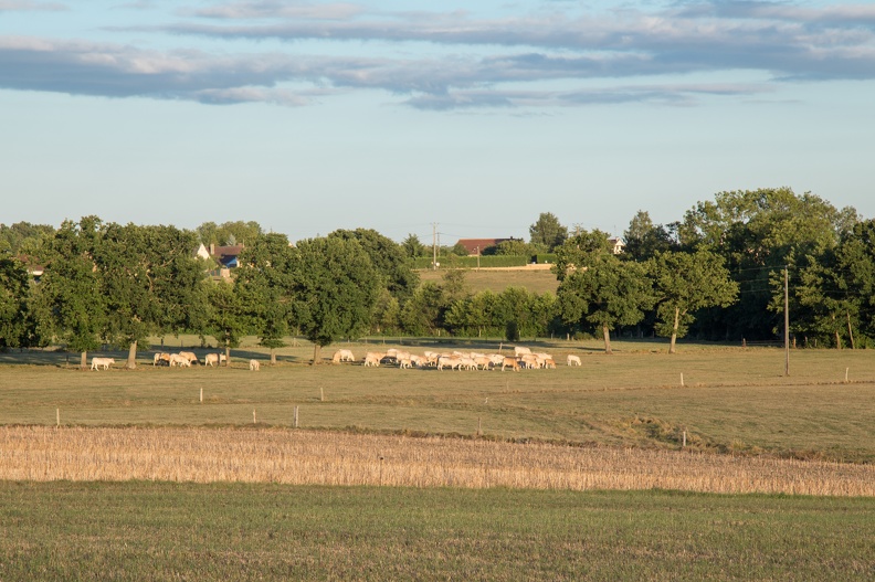 Elevage vaches bovins troupeau bocage, Normandie, Eure - Crédit photo _ Nadège PETIT @agri_zoom.jpg