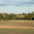 Elevage vaches bovins troupeau bocage, Normandie, Eure - Crédit photo _ Nadège PETIT @agri_zoom.jpg