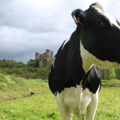 Elevage, vache, laitière, prim hosltein, pré, pâture - Crédit photo  @BlandineBonière