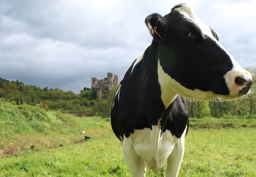 Elevage, vache, laitière, prim hosltein, pré, pâture - Crédit photo  @BlandineBonière