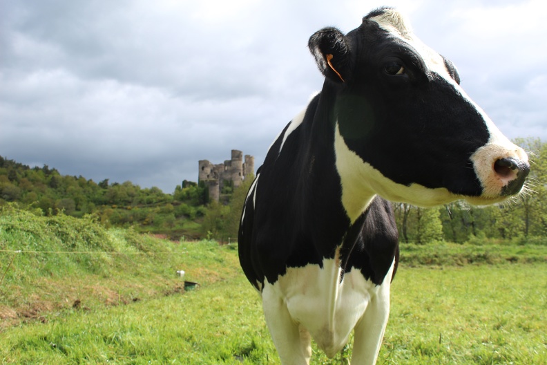 Elevage, vache, laitière, prim_hosltein, pré, pâture - Crédit photo_ @BlandineBonière.JPG