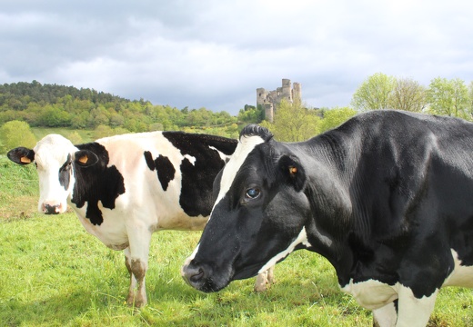 Elevage, vache, laitière, prim hosltein, pré, pâture 2 - Crédit photo  @BlandineBonière