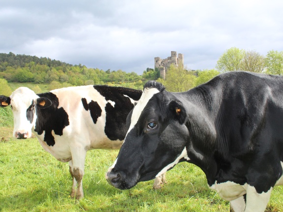 Elevage, vache, laitière, prim hosltein, pré, pâture 2 - Crédit photo  @BlandineBonière