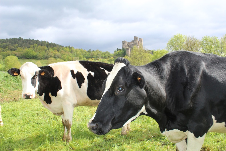 Elevage, vache, laitière, prim_hosltein, pré, pâture 2 - Crédit photo_ @BlandineBonière.JPG