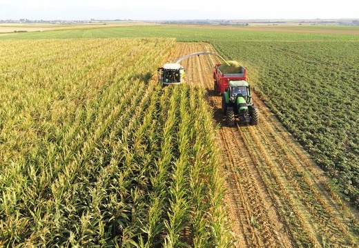 Ensilage de maïs - Crédit photo  @FarmerSeb