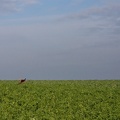 Envol d un faisan, biodiversité - Crédit photo  @FarmerSeb 