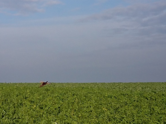 Envol d un faisan, biodiversité - Crédit photo  @FarmerSeb 