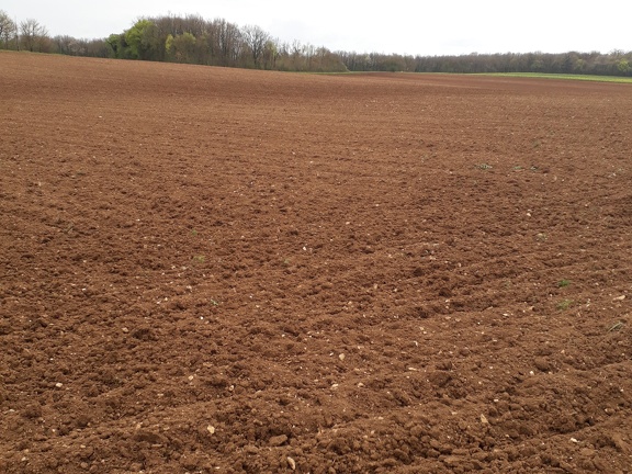 Faux semis pour tournesol, travail du sol, préparation - Crédit photo  @bubu1664