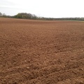 Faux semis pour tournesol, travail du sol, préparation - Crédit photo_ @bubu1664.jpg