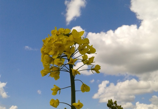 Fleur colza - Crédit photo  @GuyotVincent02
