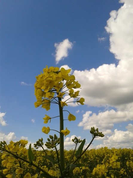 Fleur colza - Crédit photo_ @GuyotVincent02.jpg